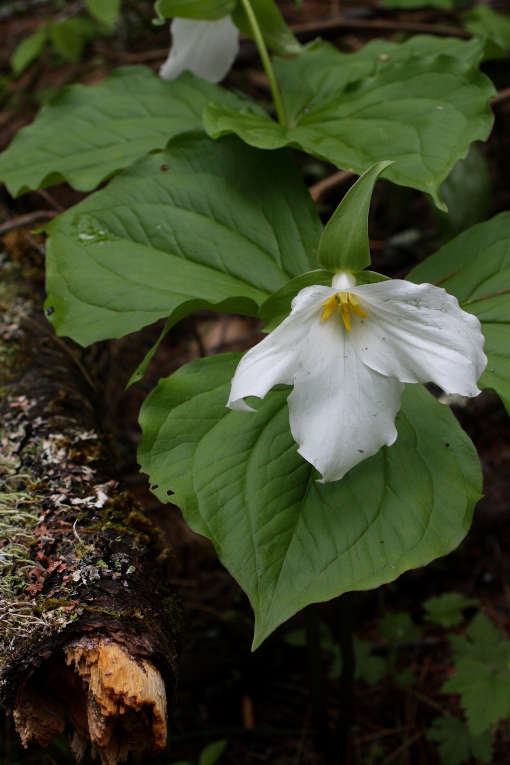 Spend Time in&nbsp;Nature